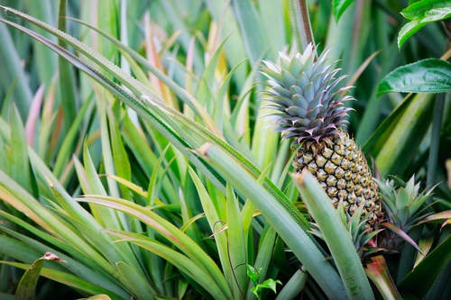 pineapple farm with leaves